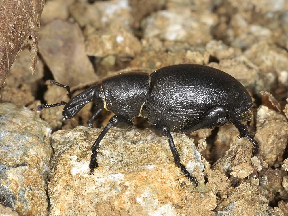 Liparus dirus